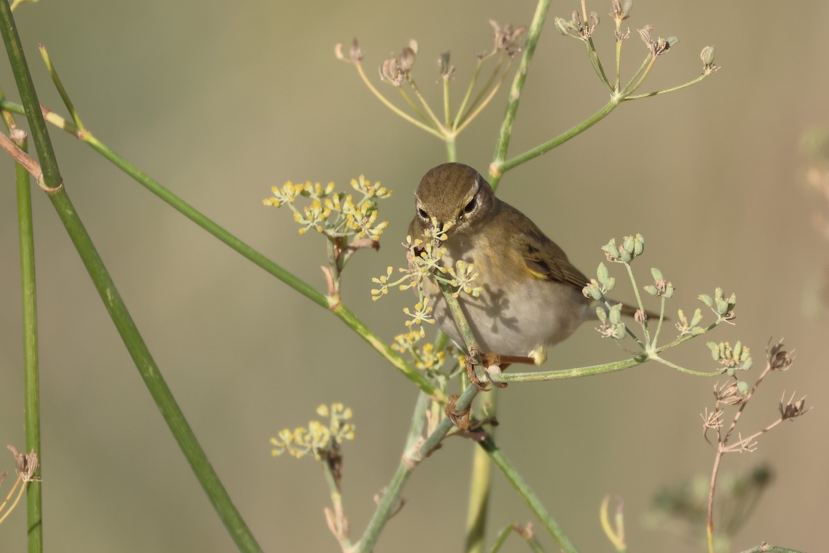 Willow Warbler - ML646854660