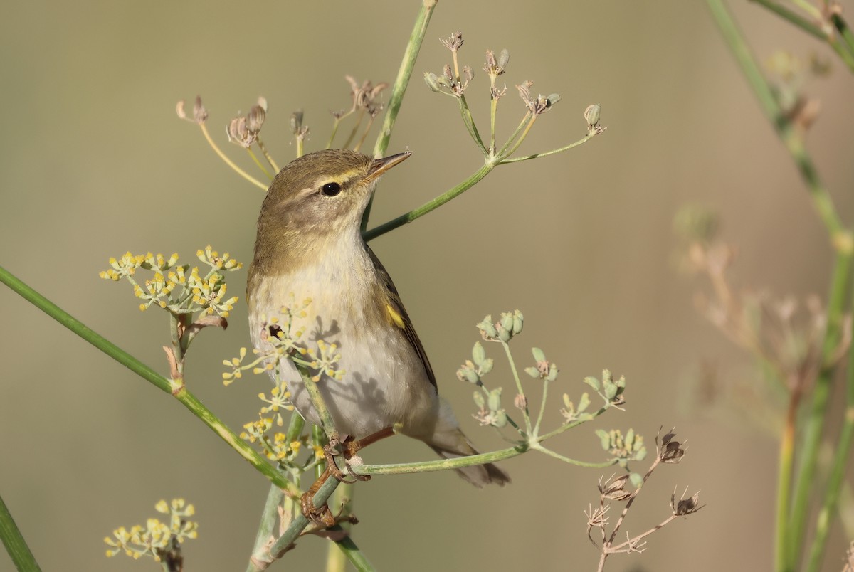 Willow Warbler - ML646854661