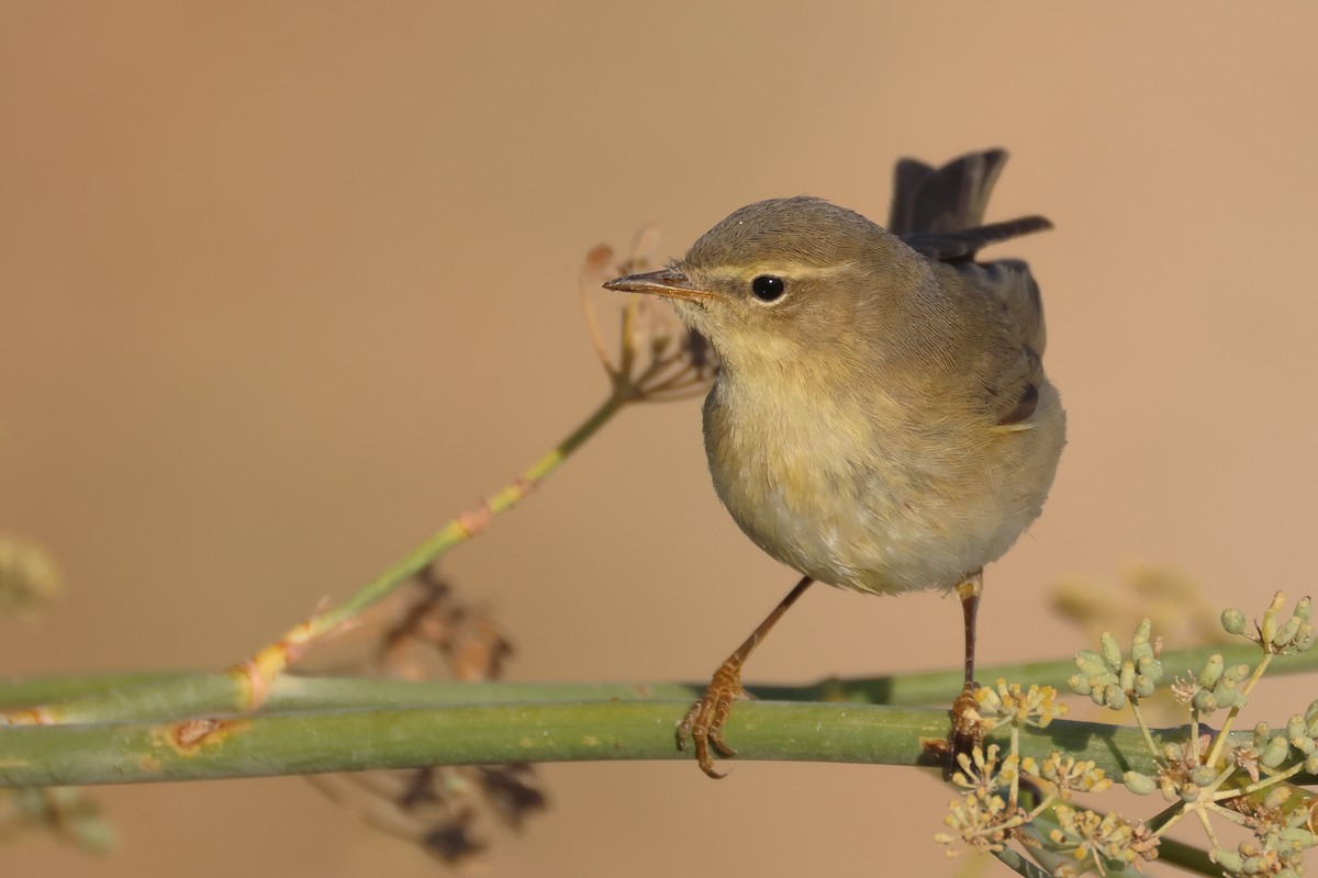 Willow Warbler - ML646854662