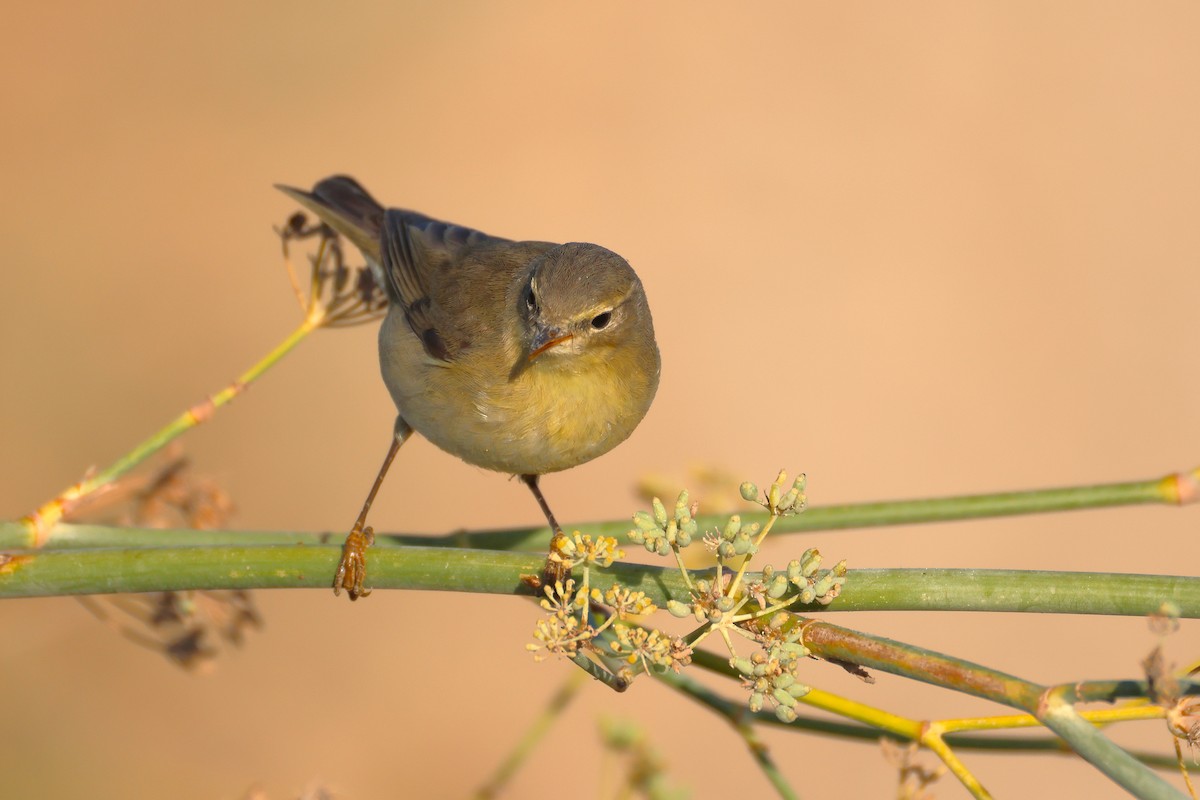 Willow Warbler - ML646854663