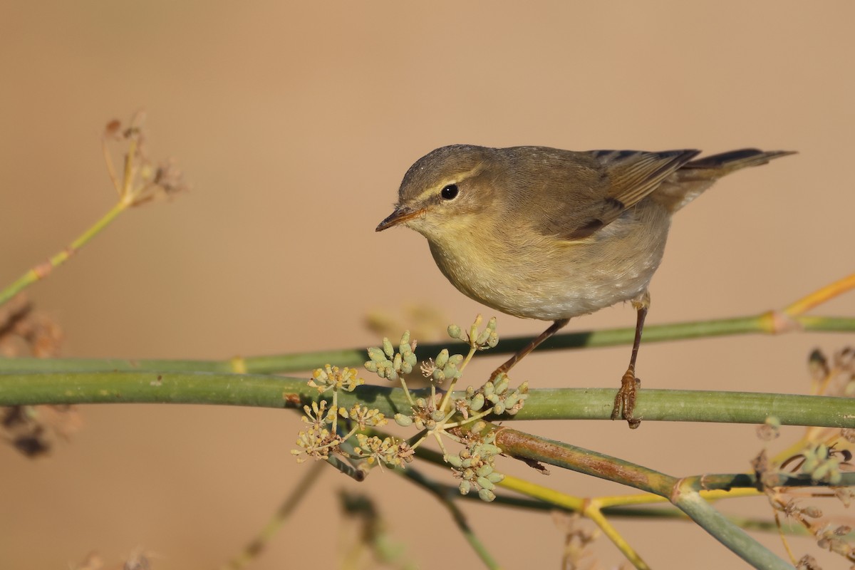 Willow Warbler - ML646854664