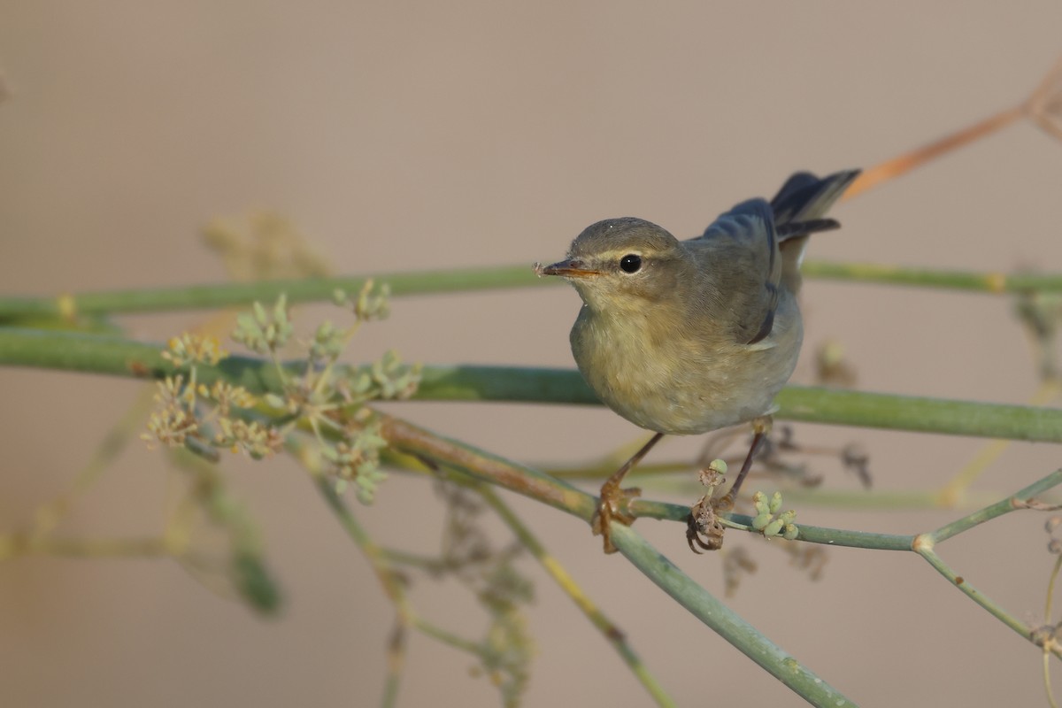 Willow Warbler - ML646854665
