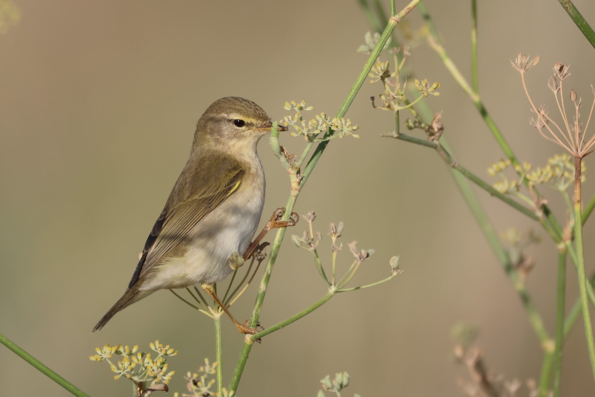 Willow Warbler - ML646854666