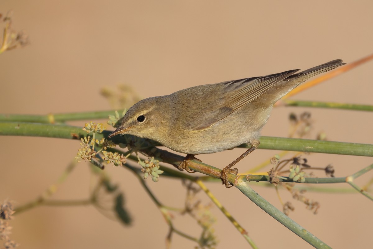 Willow Warbler - ML646854667