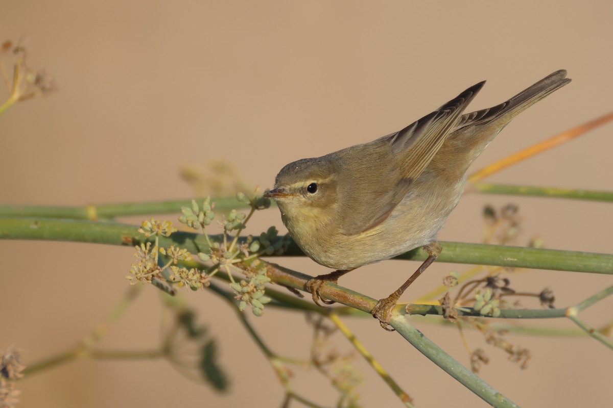 Willow Warbler - ML646854668