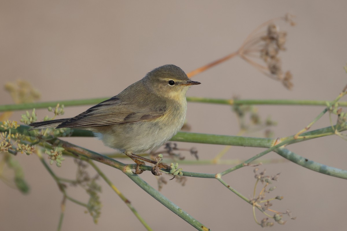 Willow Warbler - ML646854669