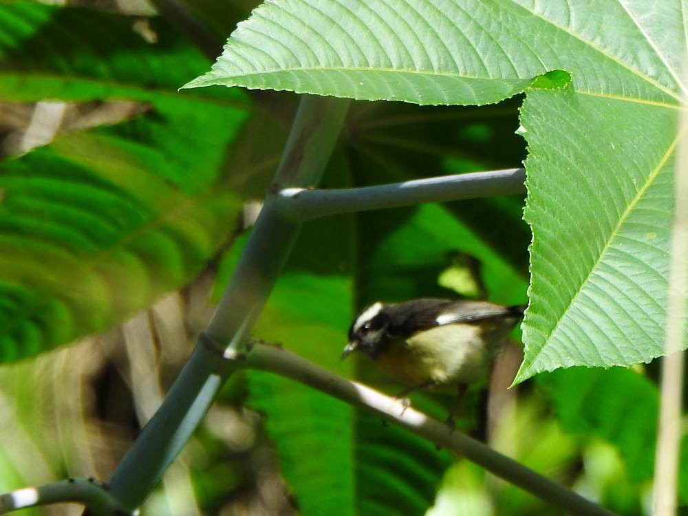 Sucrier à ventre jaune - ML646854670