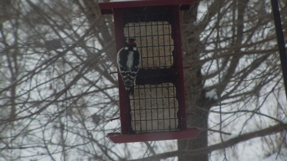 Downy Woodpecker - ML646854678