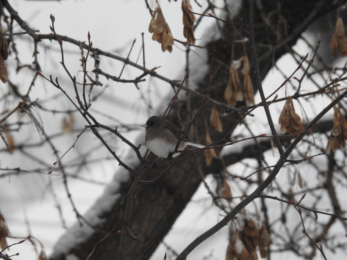 Junco Ojioscuro - ML646854693