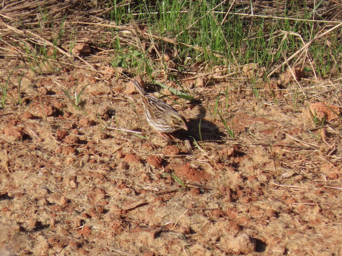 Savannah Sparrow - ML646854699