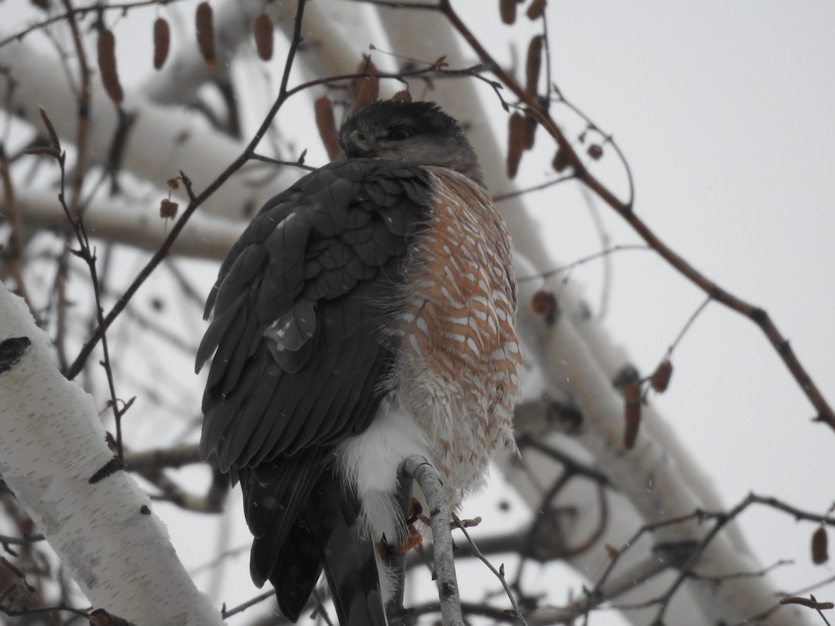 Gavilán de Cooper - ML646854706