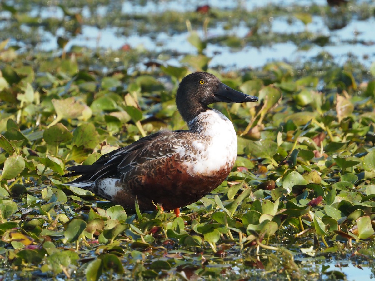 Northern Shoveler - ML646854721