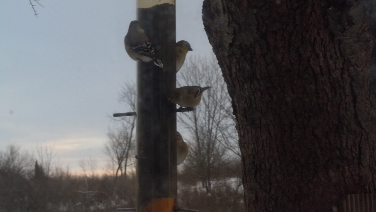 American Goldfinch - ML646854722