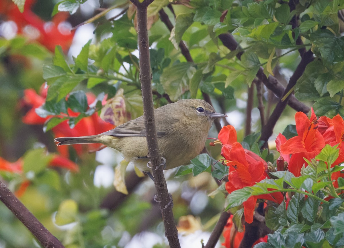 Orange-crowned Warbler - ML646854725