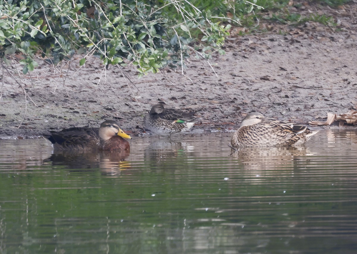 Green-winged Teal - ML646854733