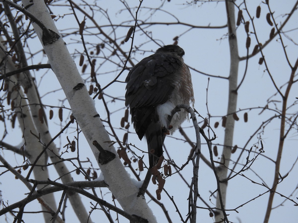 Cooper's Hawk - ML646854743