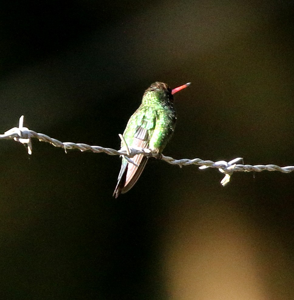 Glittering-bellied Emerald - ML646854744