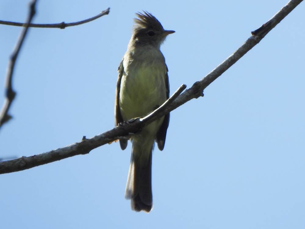 Желтобрюхая эления - ML646854745