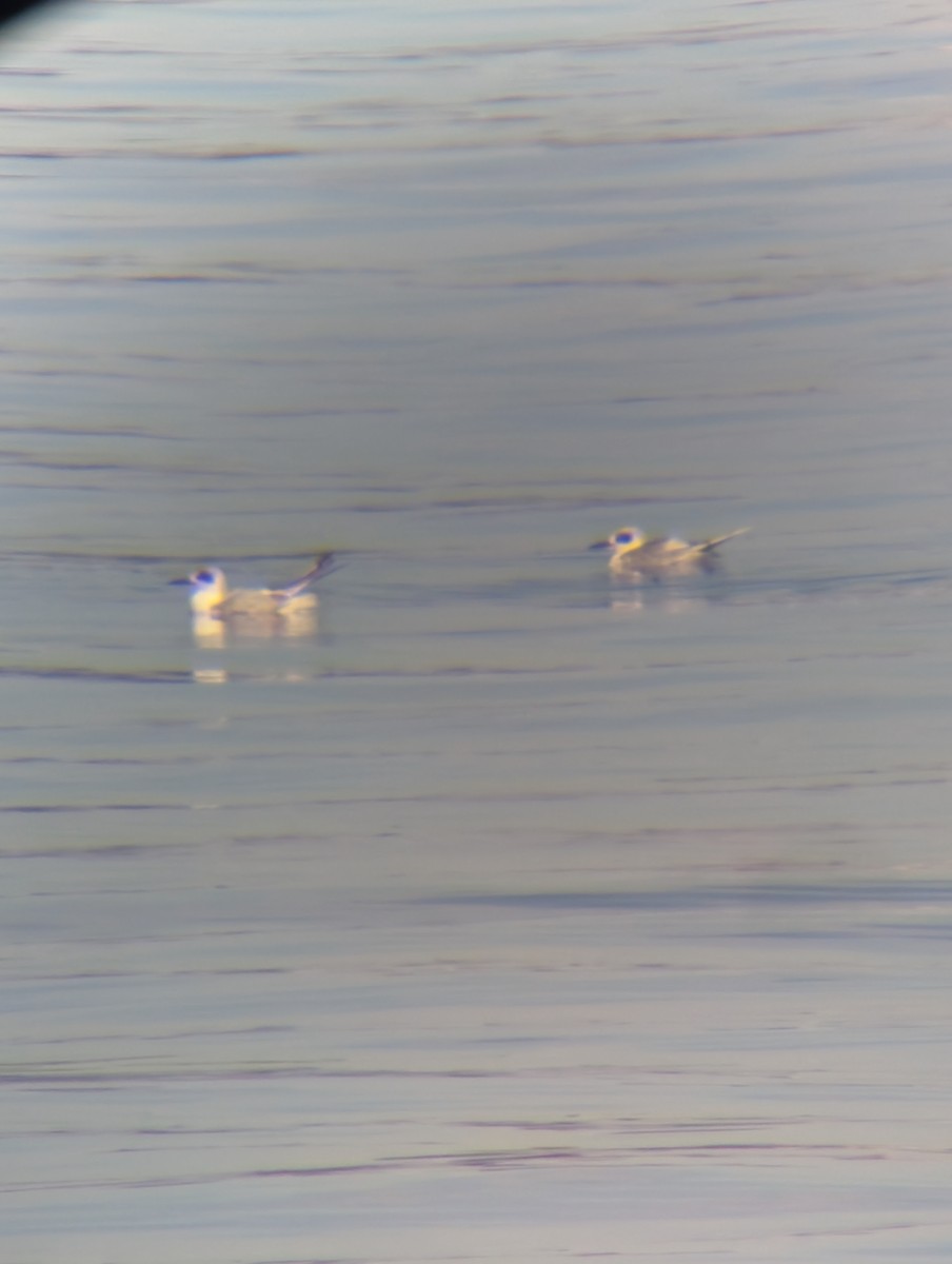 Forster's Tern - ML646854746