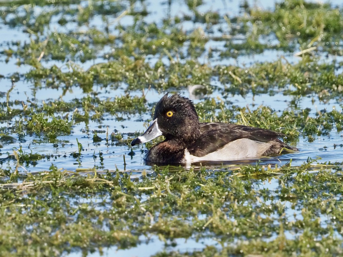 Ring-necked Duck - ML646854748