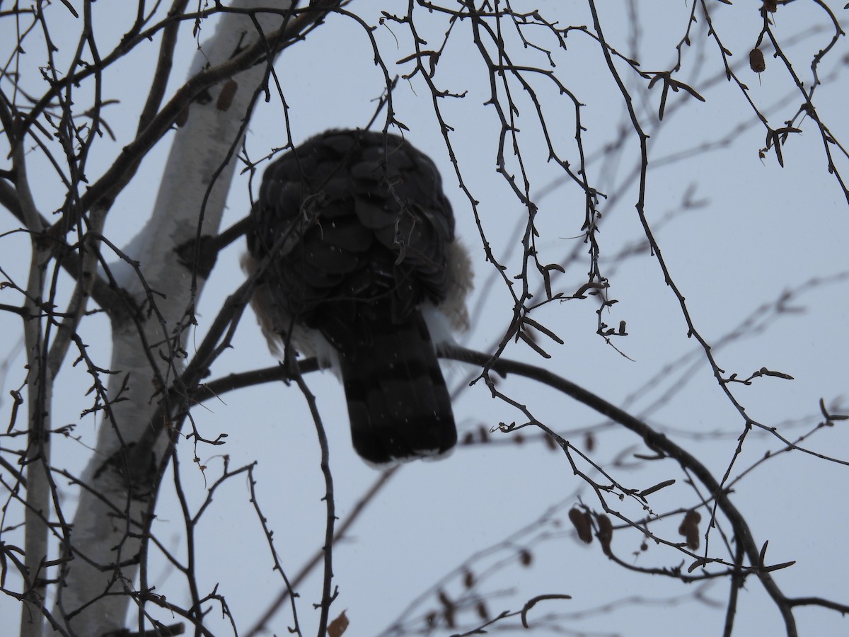 Cooper's Hawk - ML646854753