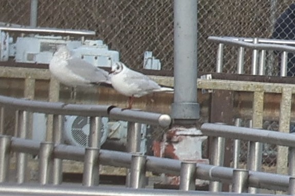 שחף אגמים - ML646854755