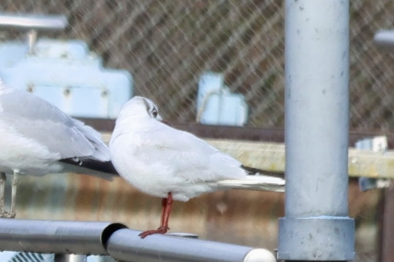 שחף אגמים - ML646854756