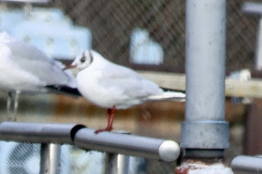 שחף אגמים - ML646854757