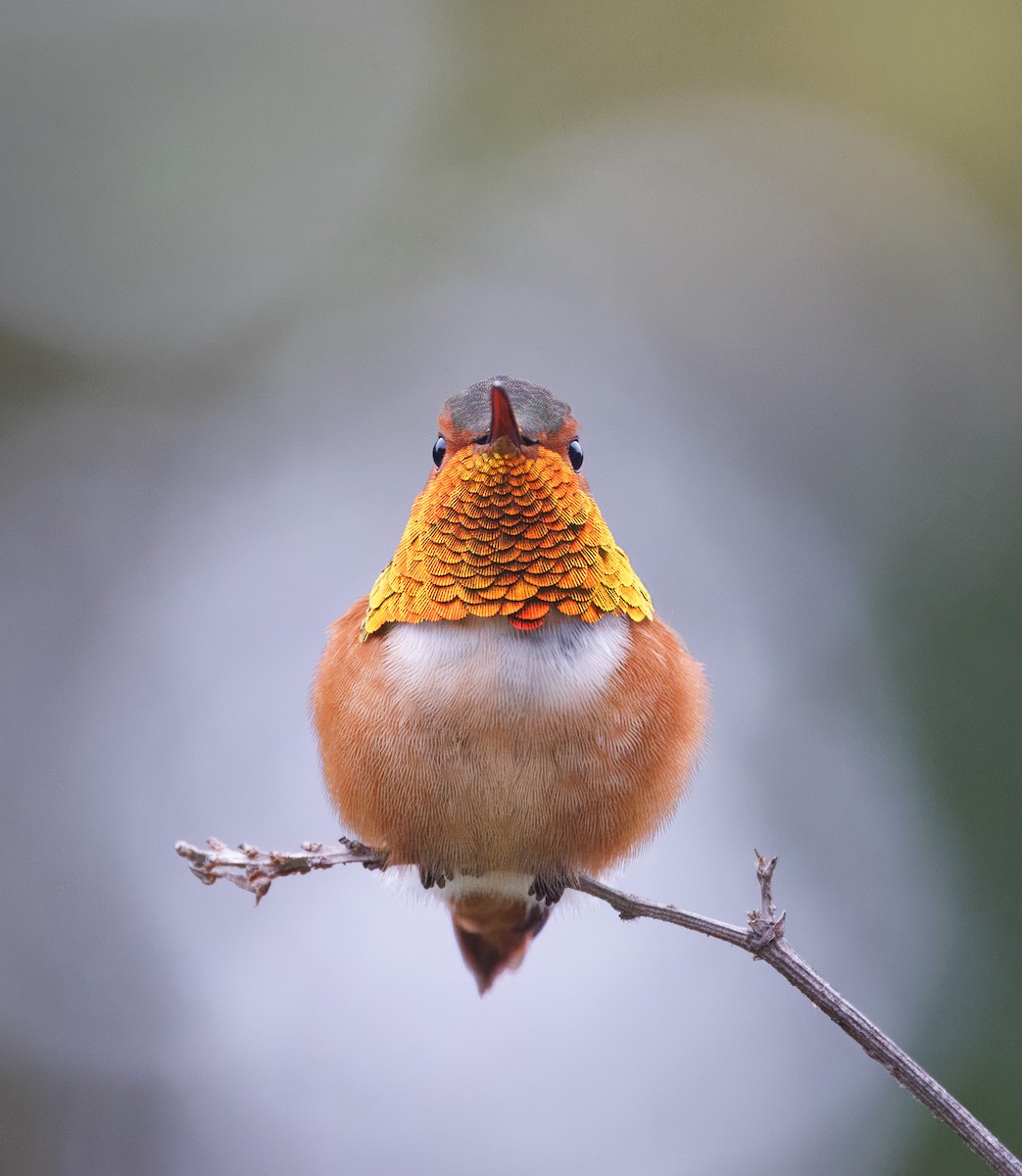 Allen's Hummingbird - ML646854758