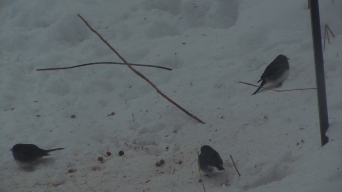 Dark-eyed Junco - ML646854759