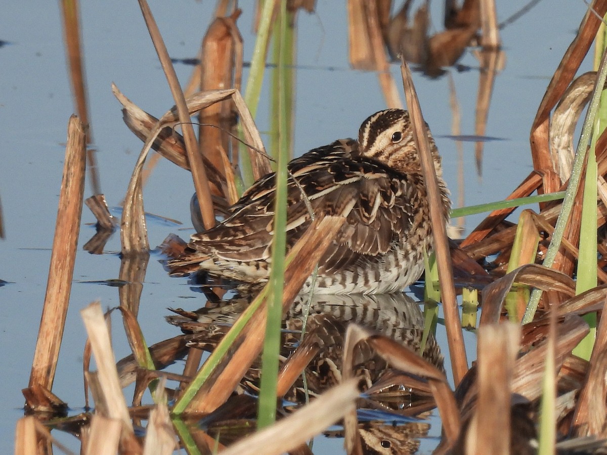 חרטומית ביצות - ML646854765