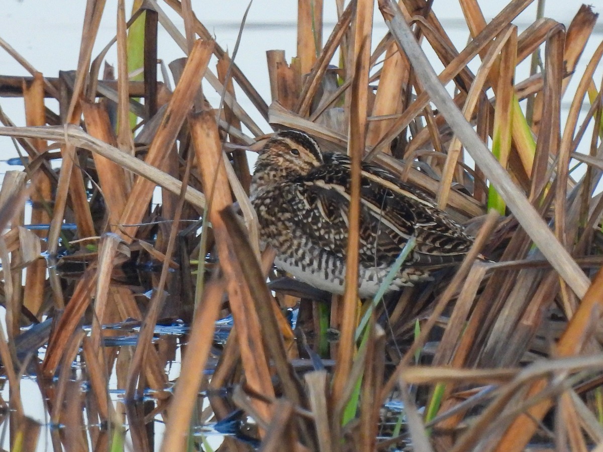 חרטומית ביצות - ML646854766