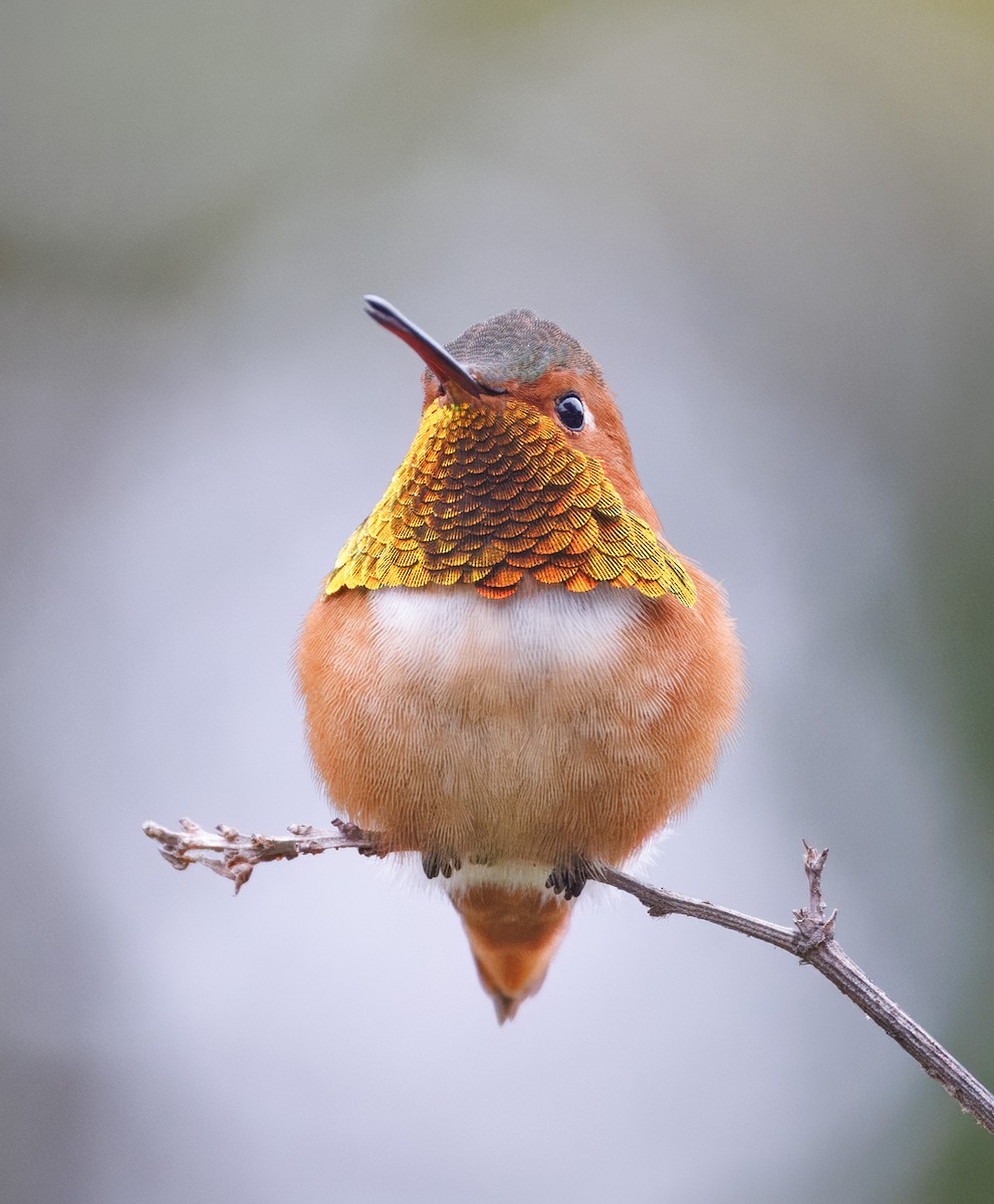 Allen's Hummingbird - ML646854767