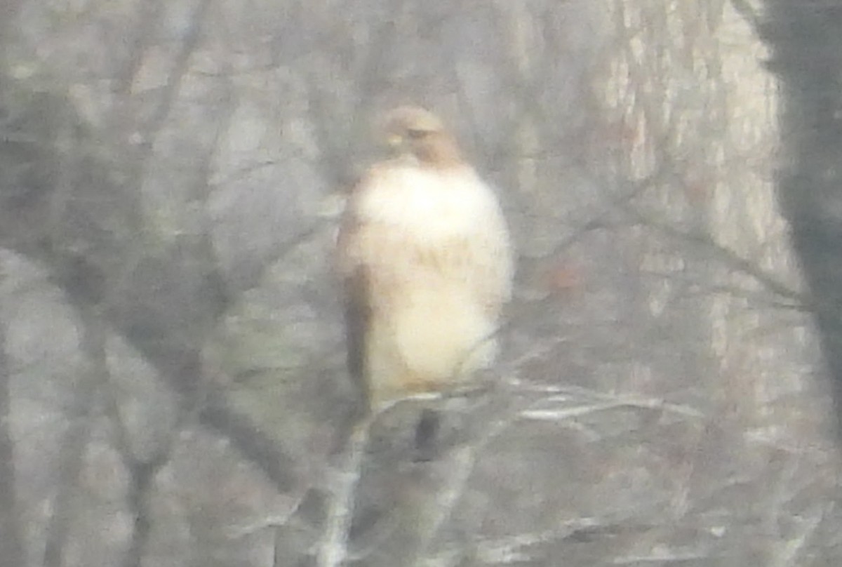 アカオノスリ - ML646854770