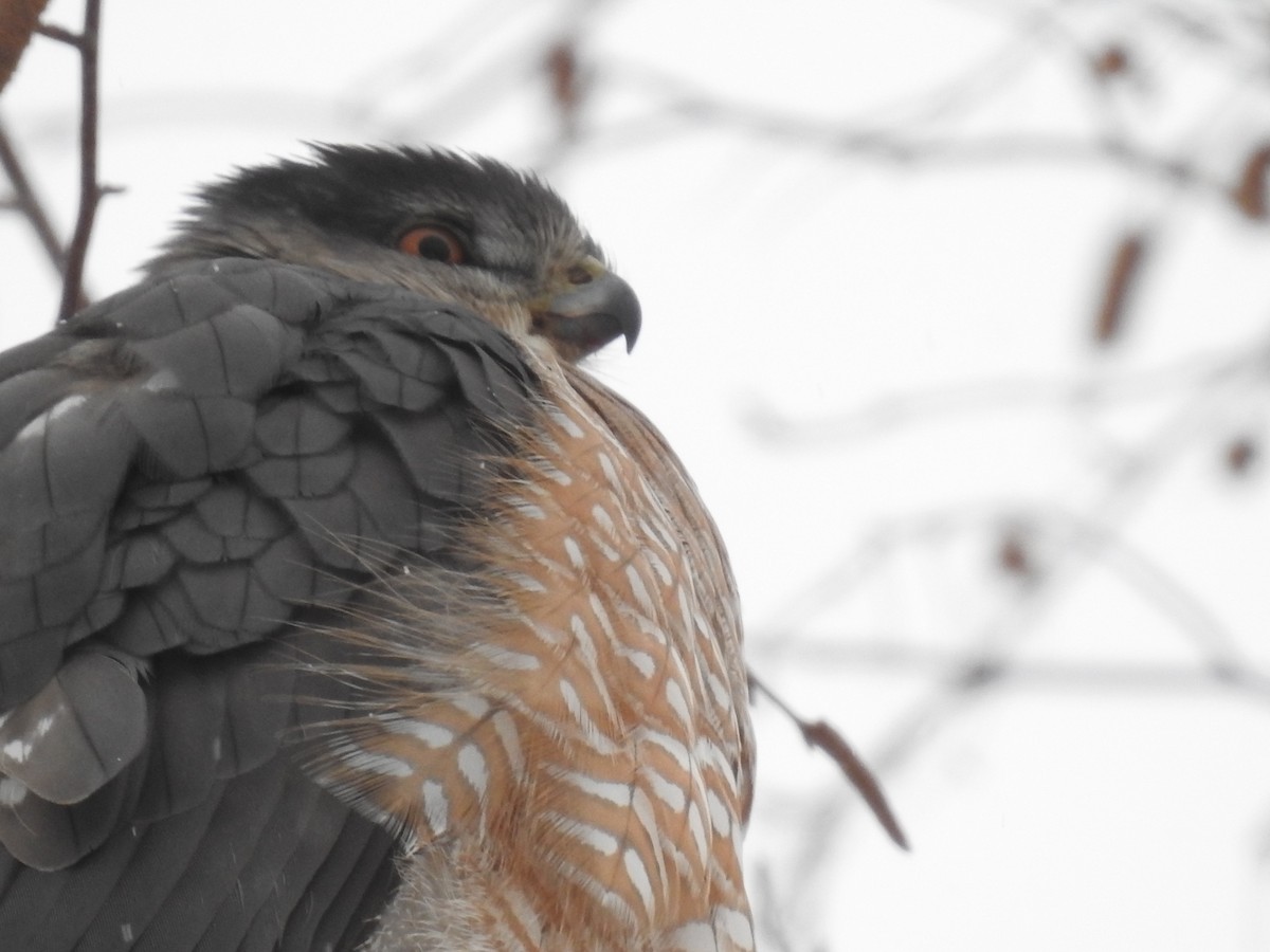 Cooper's Hawk - ML646854772