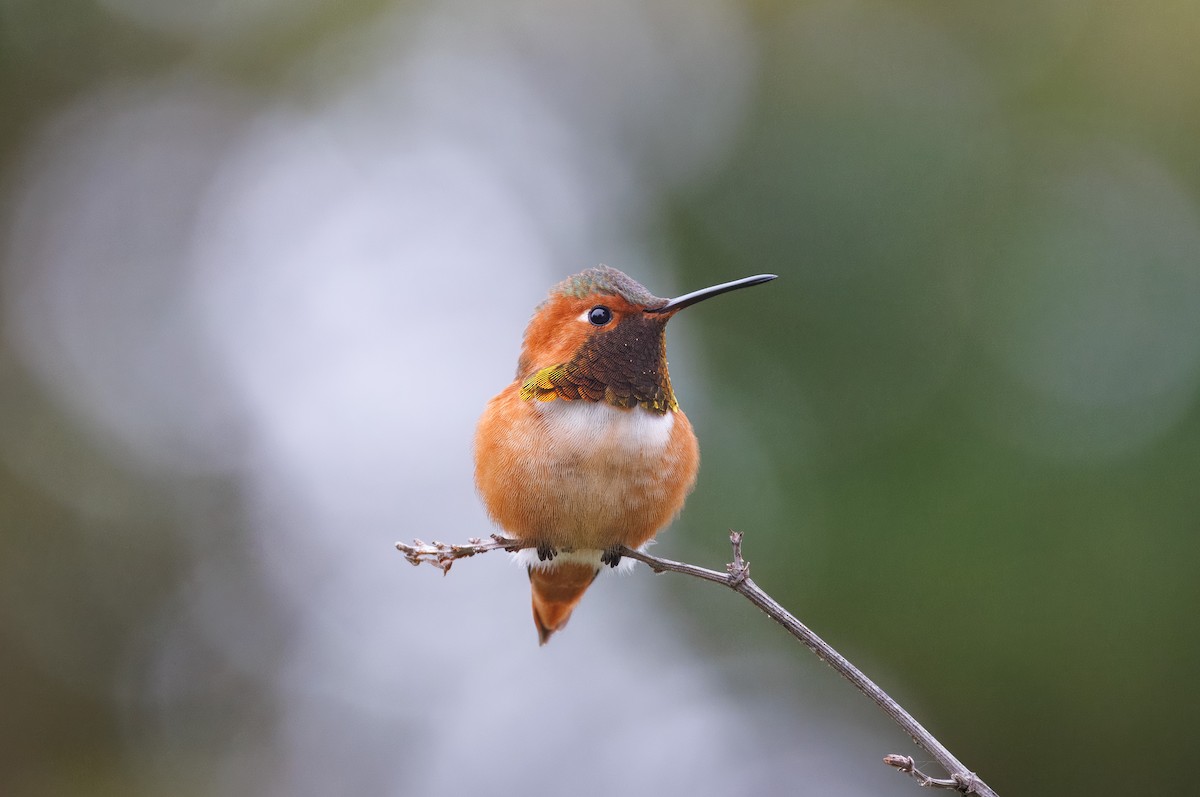 Allen's Hummingbird - ML646854773