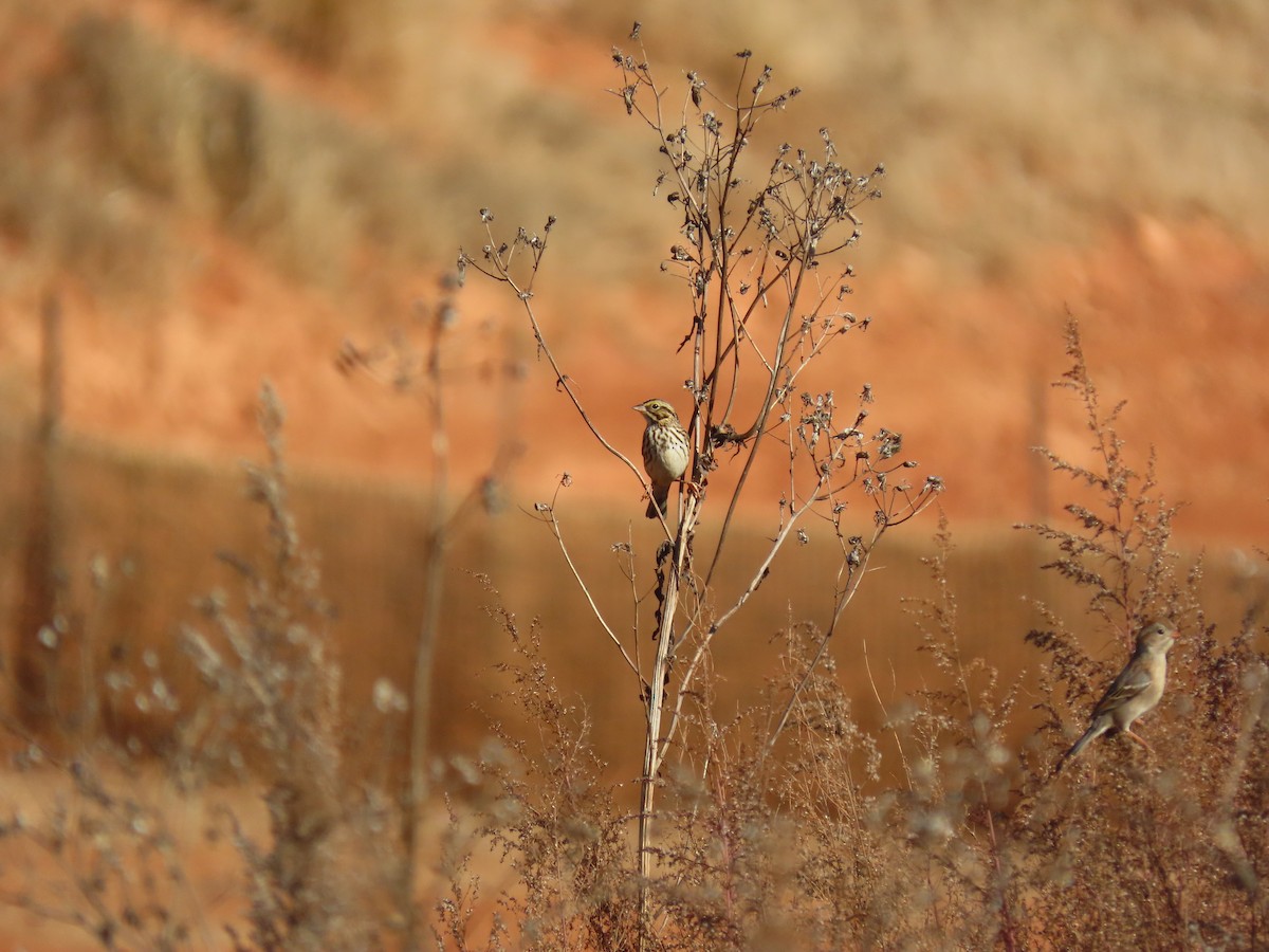 Savannah Sparrow - ML646854774
