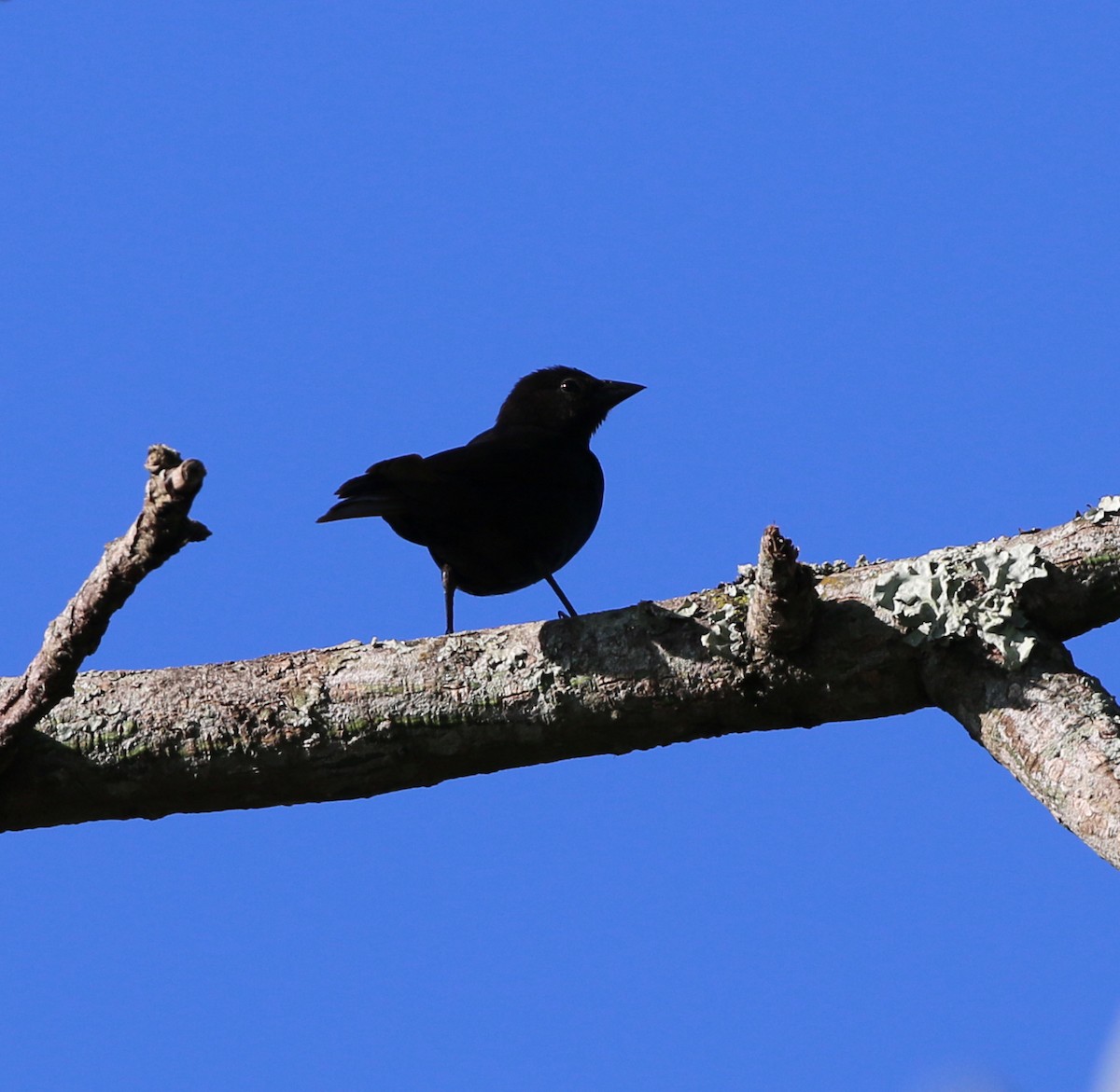 Shiny Cowbird - ML646854775