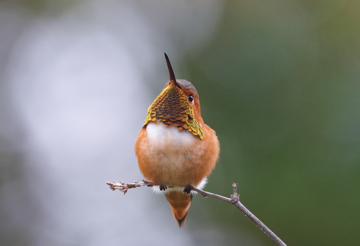 Allen's Hummingbird - ML646854776