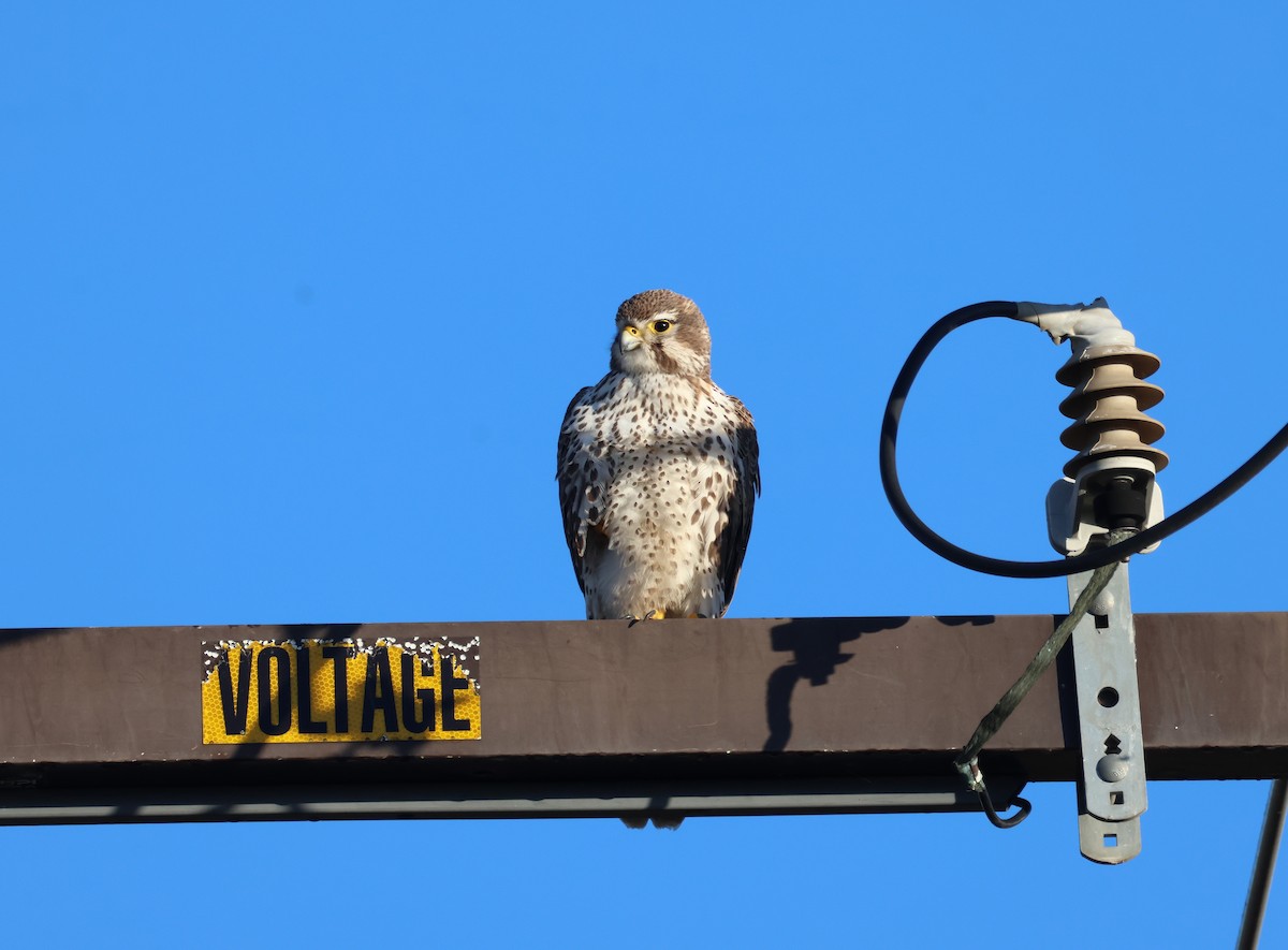 Prairie Falcon - ML646854777