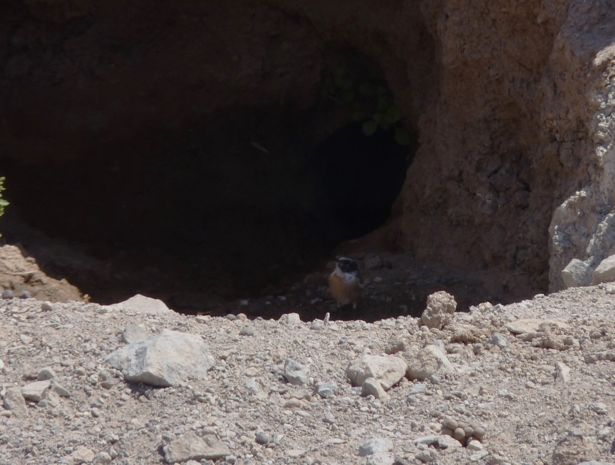 Fuerteventura Stonechat - ML646854778