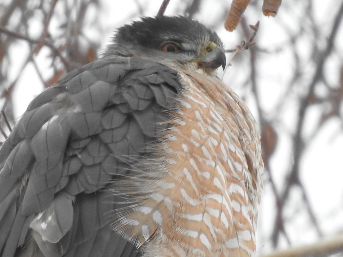 Cooper's Hawk - ML646854779