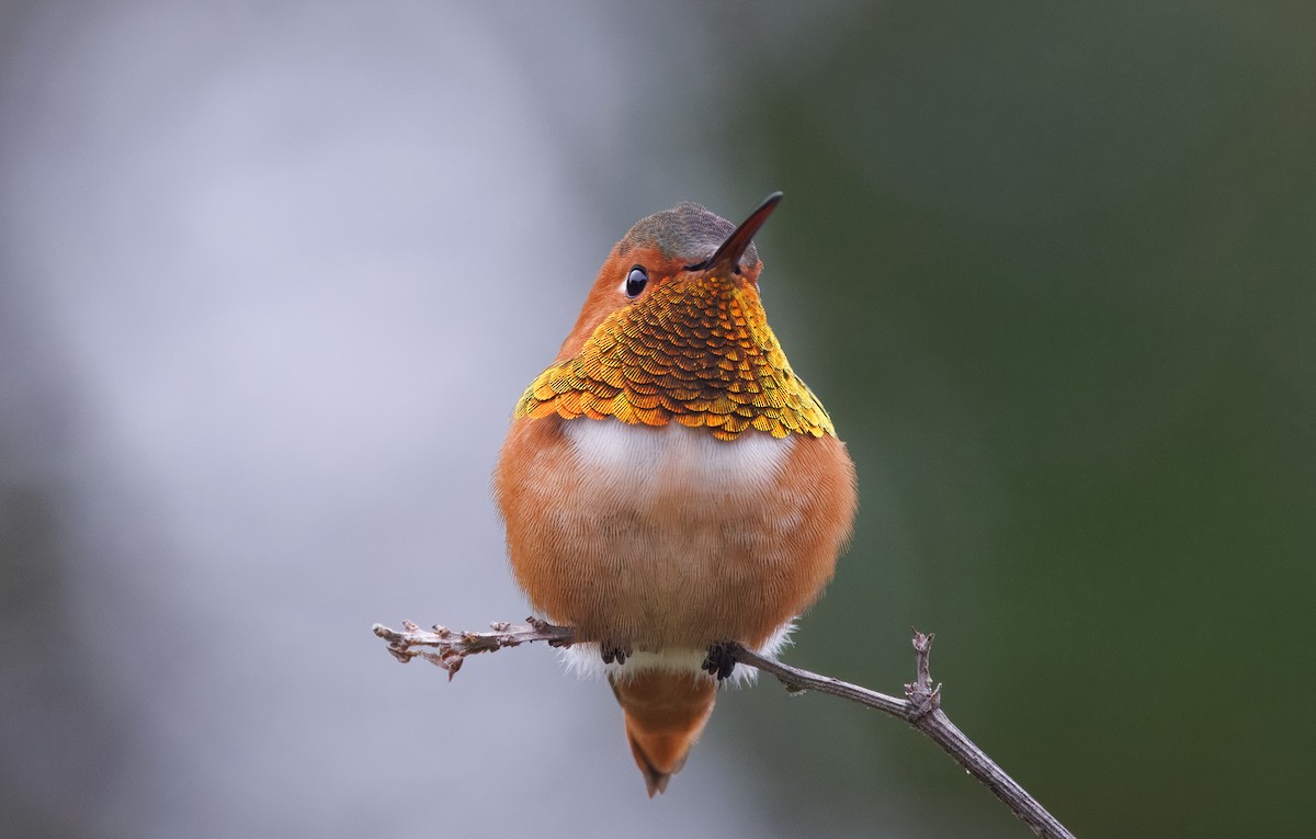 Allen's Hummingbird - ML646854781