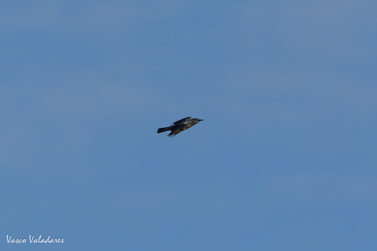 Blue Rock-Thrush - ML646854782