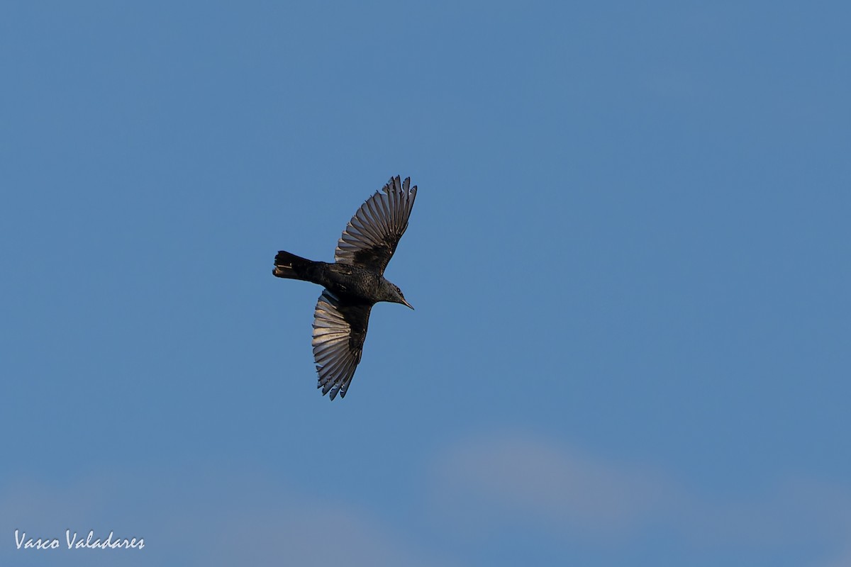 Blue Rock-Thrush - ML646854783