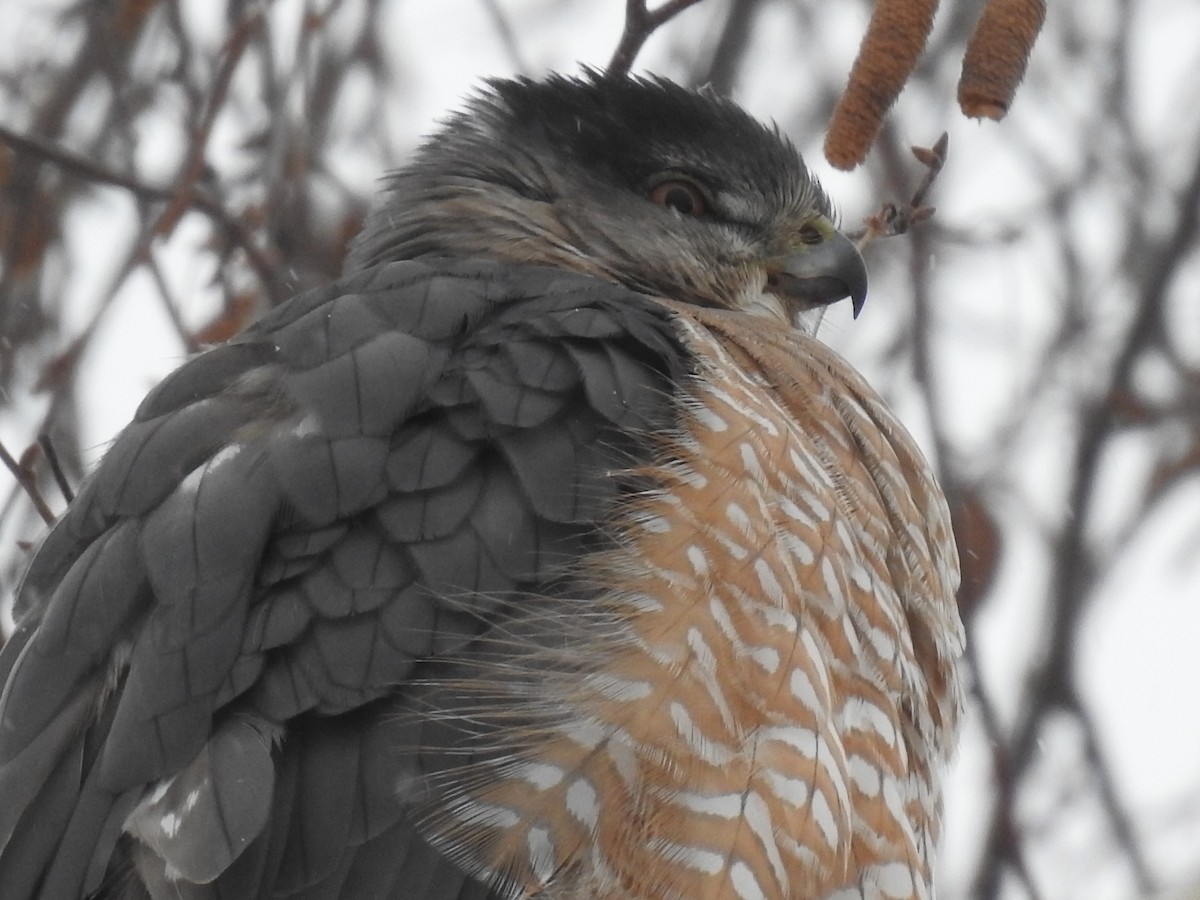Cooper's Hawk - ML646854785