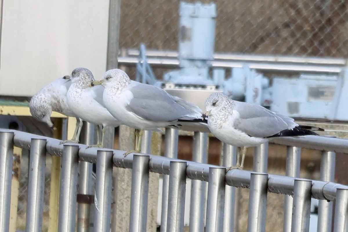 Ring-billed Gull - ML646854786