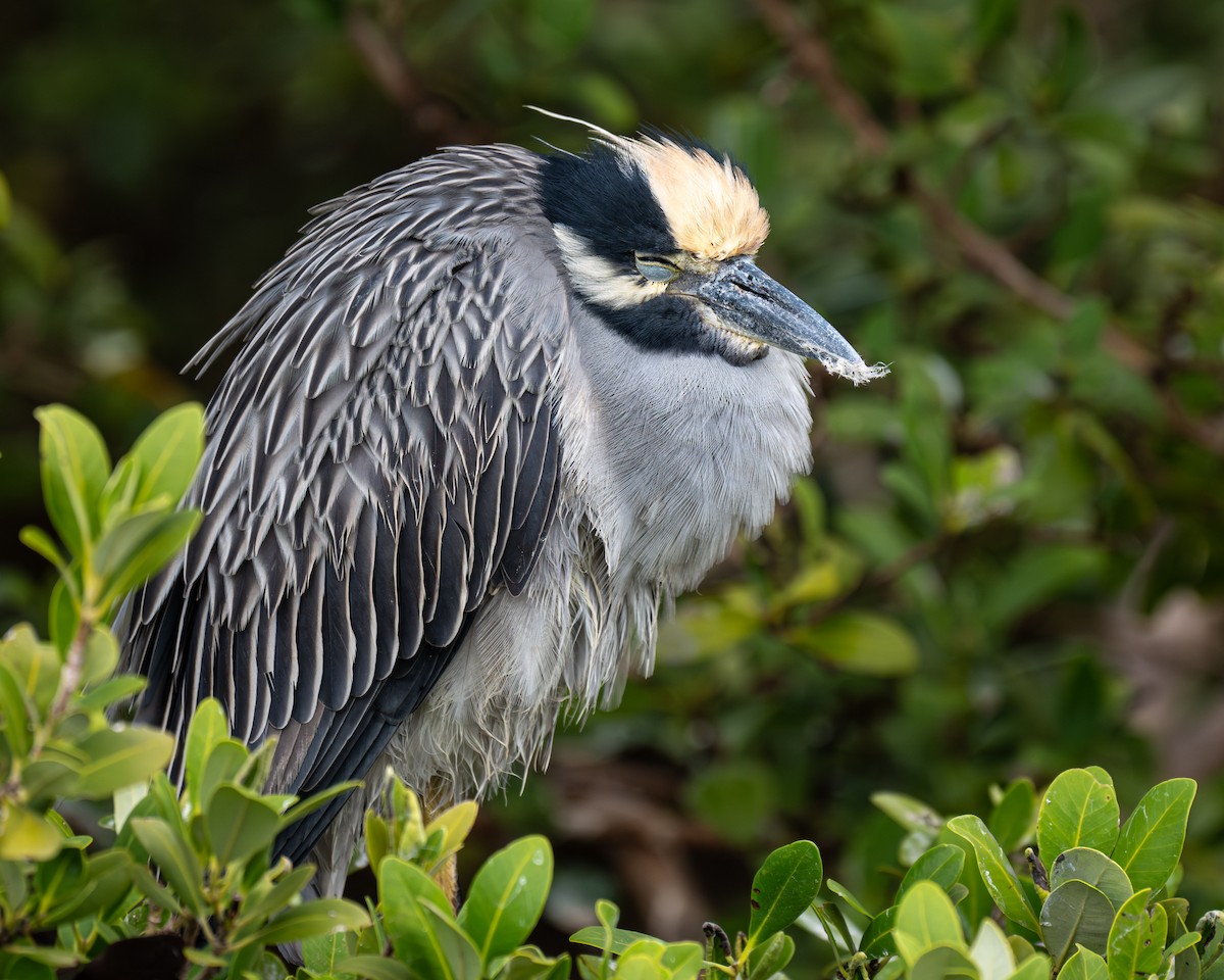 Yellow-crowned Night Heron - ML646854787