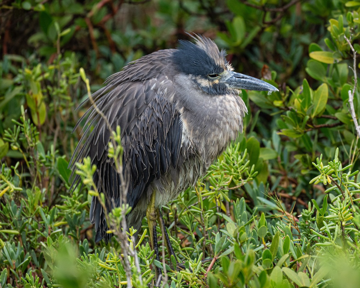 Yellow-crowned Night Heron - ML646854788