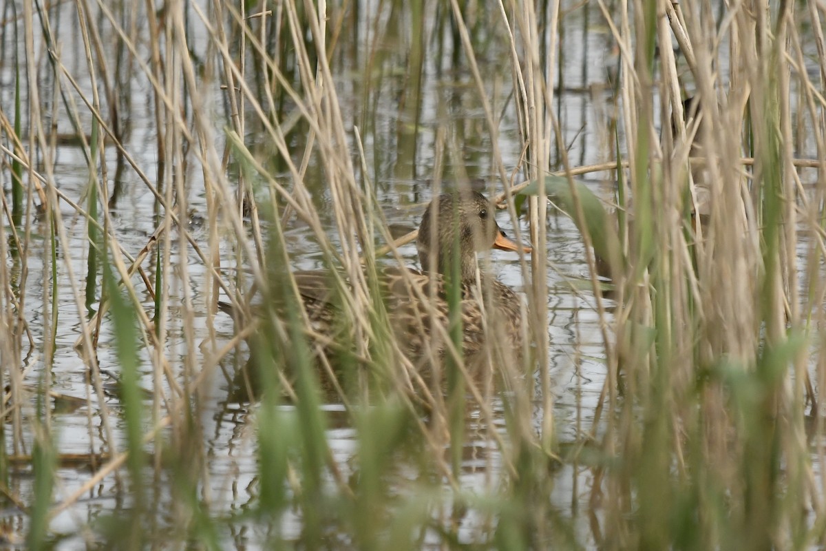 Gadwall (Common) - ML646854789
